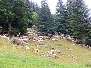 90 Gregge al pascolo